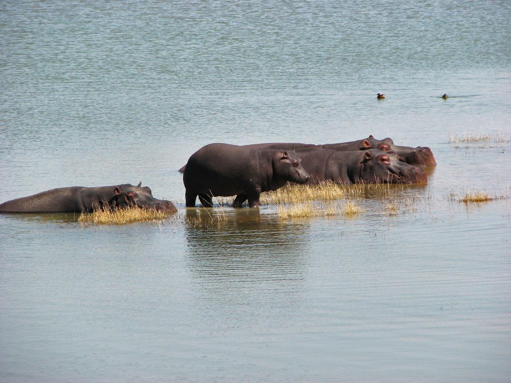 Ovita Wildlife Restcamp Okazize Εξωτερικό φωτογραφία
